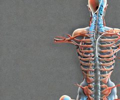 クソ簡単紹介！腰部脊柱管狭窄症（Lumbar spinal stenosis）